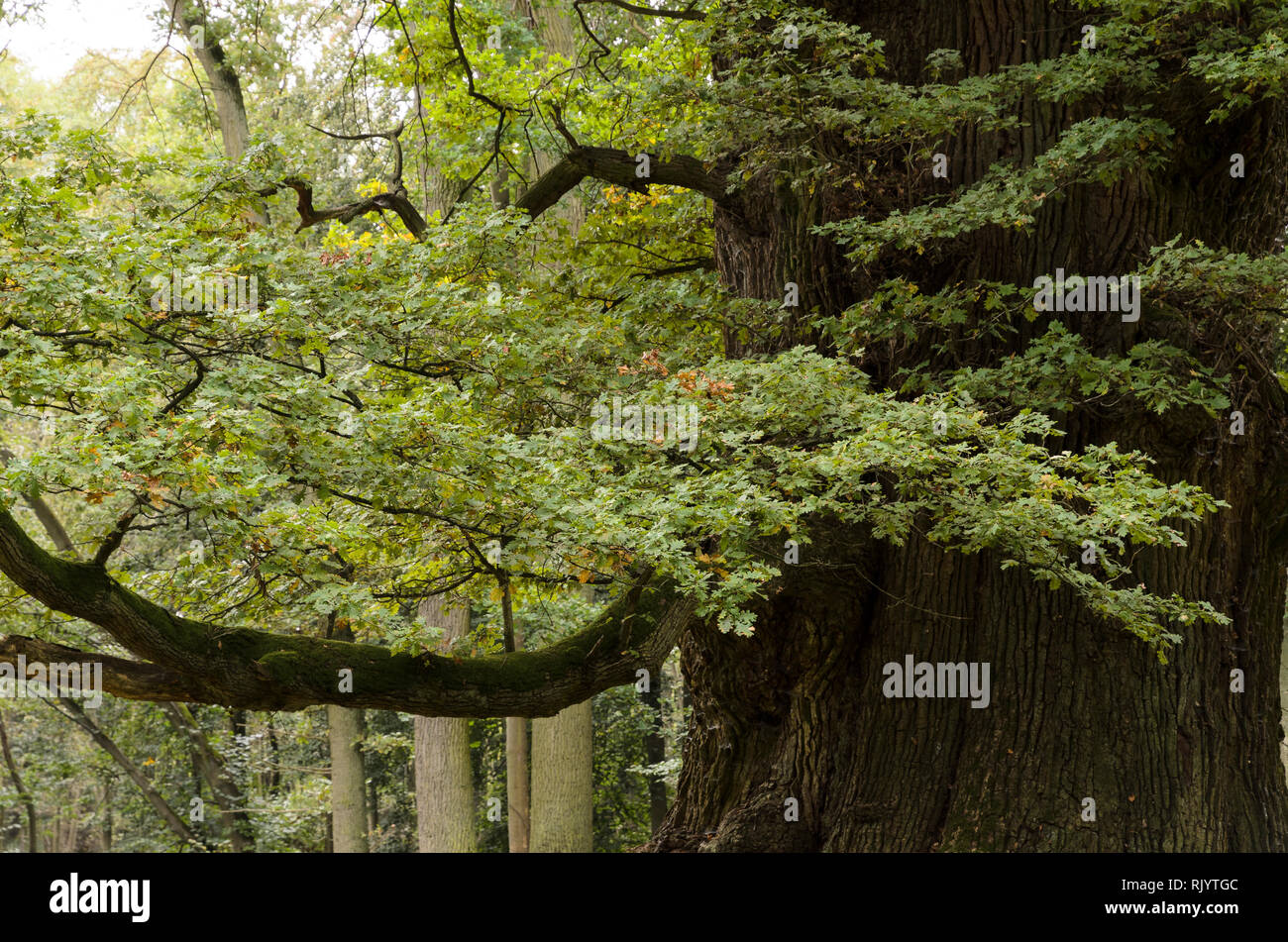 Oaktrees at Ivenack 'Ivenacker Eichen' Mecklenburg-Pomerania, Germany Stock Photo