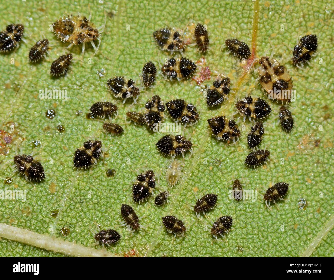 A batch of tiny Lace bugs (Corythucha marmorata) on the underside of a Maple leaf found in Houston TX during Springtime. Stock Photo