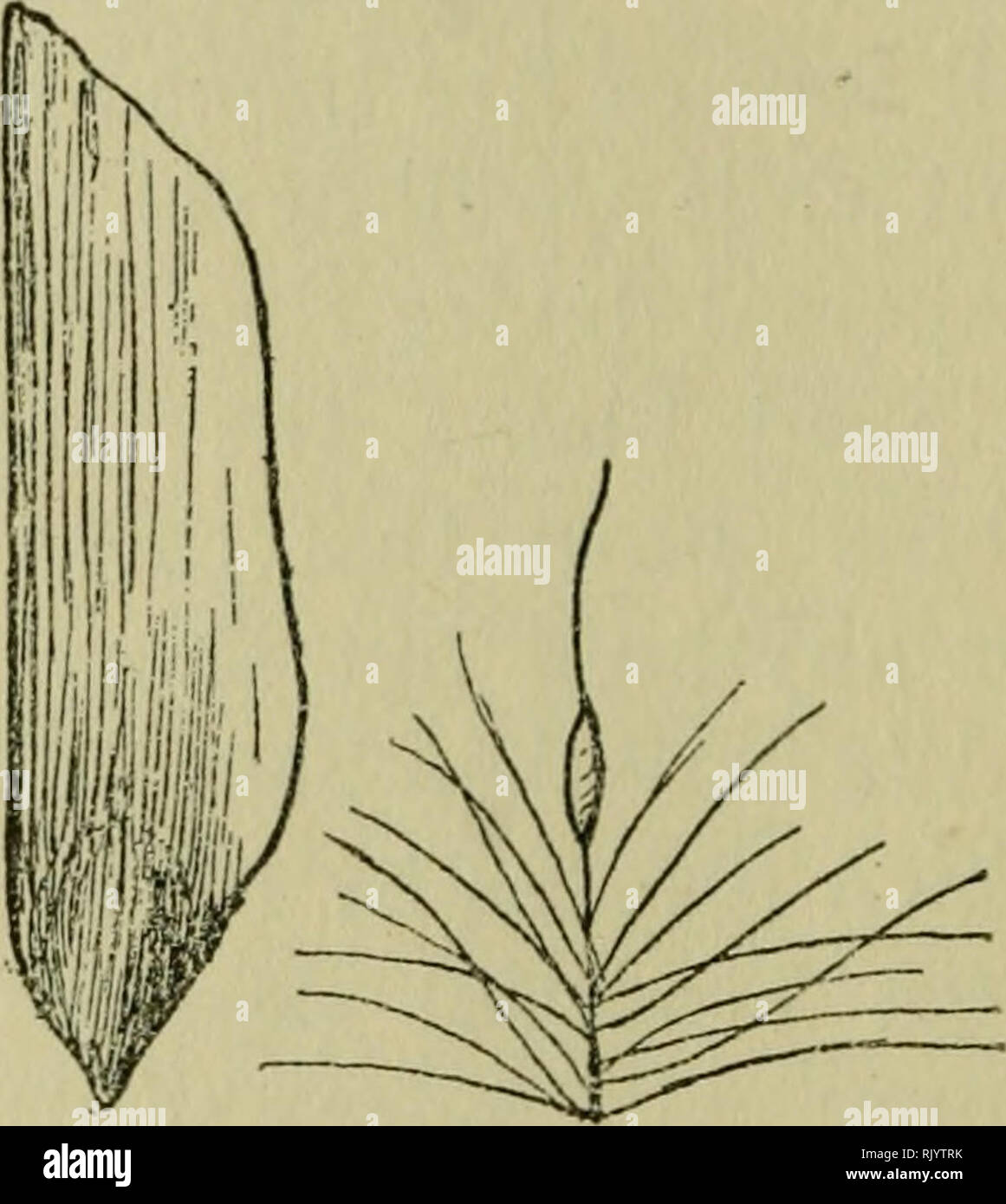 . Aspects of plant life; with special reference to the British flora. Plants. fi. b. c cL e Fig. 13.—Wing-seeds and Plume-seeds, a, Mountain Willowherb {Epilobium montanum),  ; b, Dandelion {Taraxacum offichiale), f ; c, Mountain Avens {Dryas octopetala),  ; d, Scotch Fir [Piniis sylvestris), ^ ; e, Reed-mace {Typha lati- folia), f. on a voyage an obstacle is encountered the seed drops off, while the now useless parachute drifts away. But though the plume seeds of the Composites are the largest and most beautiful among our common plants, they are not the most efficient for dispersal. The flu Stock Photo