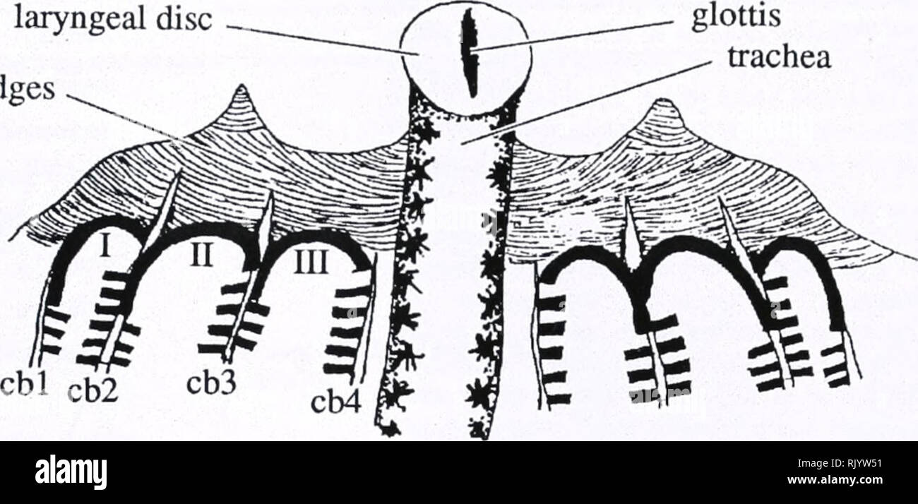 . Asiatic herpetological research. Reptiles -- Asia Periodicals; Amphibians -- Asia Periodicals. 2000 Asiatic Herpetological Research Vol. 9, p. 133 laryngeal disc secretory ridg glottis trachea. Figure 3. Underside of ventral velum showing details of filter cavities (diagramatic). The food retrieval part is roofed by a spacious, broader than long, buccal roof arena (BRA), which is featured mainly by a distinct posterolateral BRA ridge, the free margin of which is cut into flat fine tipped BRA papillae, increasing in length from out smallest, to inside longest, with blunts on their inner sides Stock Photo