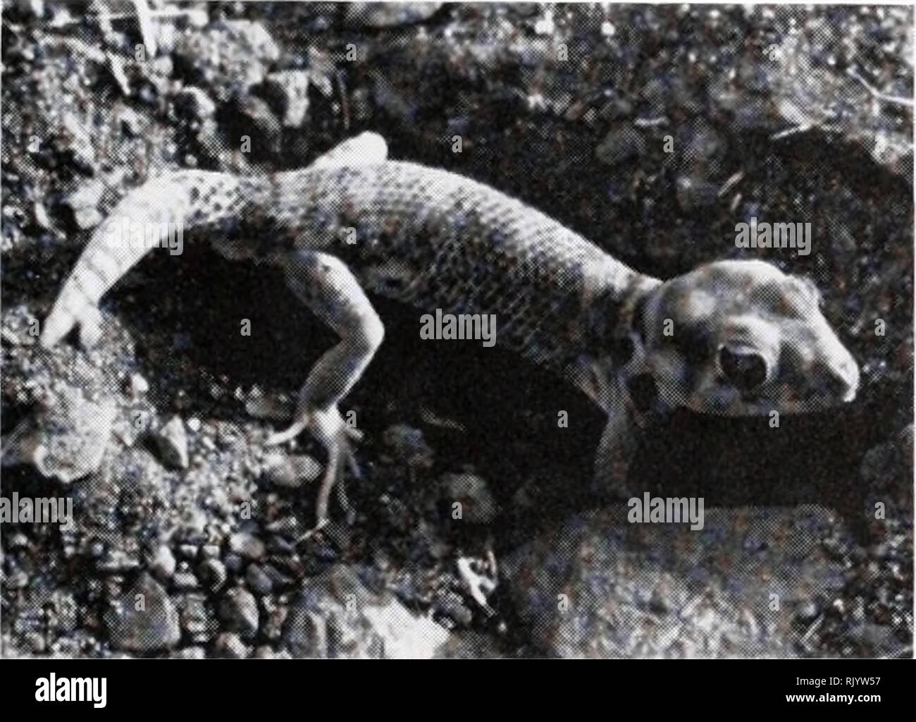 . Asiatic herpetological research. Reptiles -- Asia Periodicals; Amphibians -- Asia Periodicals. I February 1992 Asiatic Herpetological Research Vol.4, pp. 99-112| On the Ecology of Przewalsky's Gecko (Teratoscincus przewalskii) in the Transaltai Gobi, Mongolia DIMITRI V. SEMENOV1 AND LEO J. BORKIN2 xSevertzov Institute of Evolutionary Animal Morphology and Ecology, Russian Academy of Sciences, Moscow 117071, Russia department ofHerpetology, Zoological Institute, Russian Academy of Sciences, St. Petersburg 199034, Russia Abstract. -Przewalsky's Gecko {Teratoscincus przewalskii) is one of the l Stock Photo