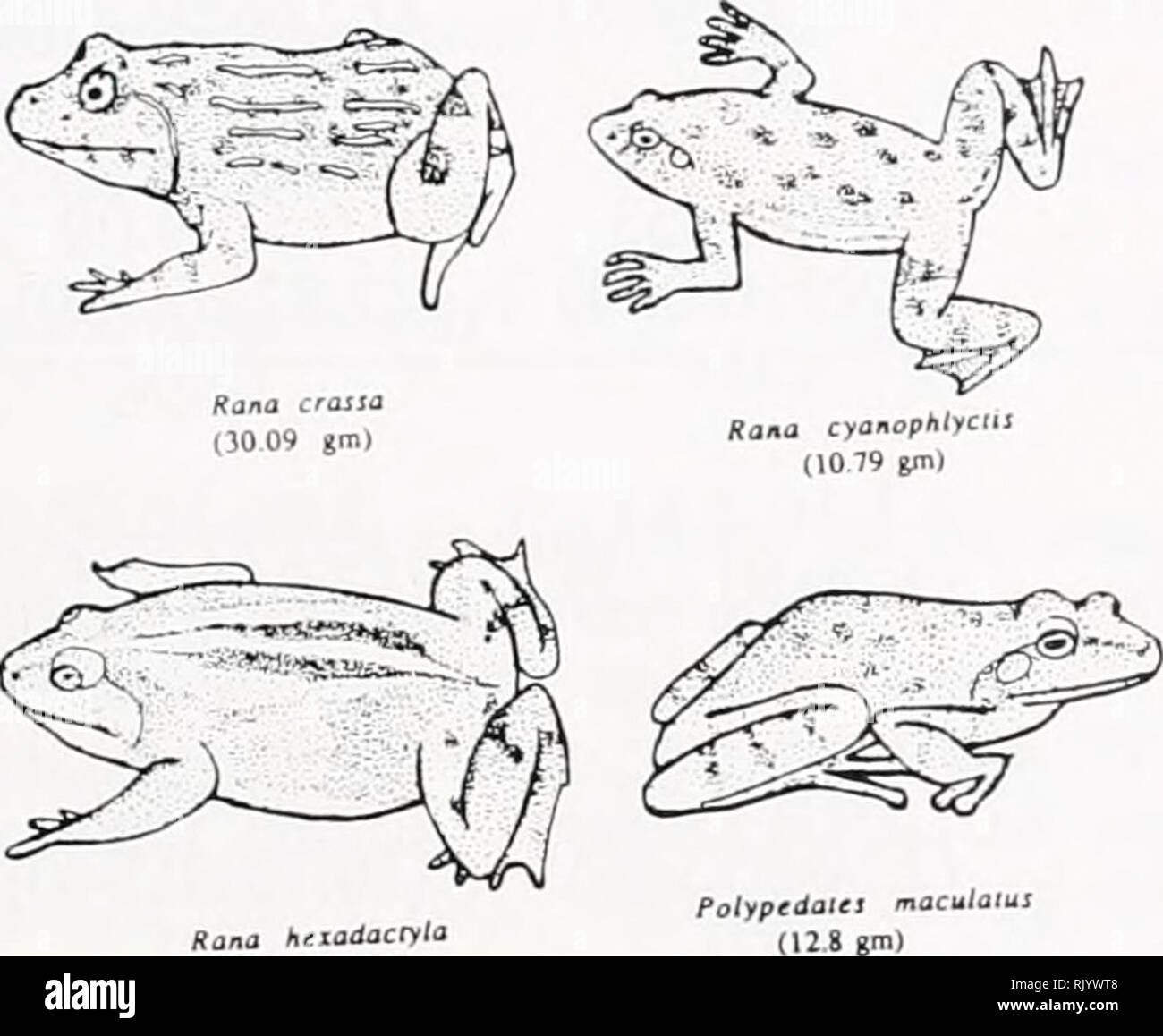 . Asiatic herpetological research. Reptiles -- Asia Periodicals; Amphibians -- Asia Periodicals. Uperodon tystorna (13 0 gm) Microhyla ornaia (0 362 gm). Rana htiadacryla (99 64 gm) FIG. 1. Shapes and masses of the species studied. Figures in brackets are mean weights. Microhyla ornaia (4.1 mm), M. rubra (7.2 mm), Tomopterna rolandae (10.9 mm), Uperodon systoma (12.4 mm), Polypedates maculatus (20.9 mm), /?a/za cyanophlyctis (16.1 mm), fl. crassa (22.9 mm) and R. hexadactyla (33.4 mm). Abbreviations used include SVL (snout- vent length), HW (head width at the angle of the jaws, perhaps better  Stock Photo