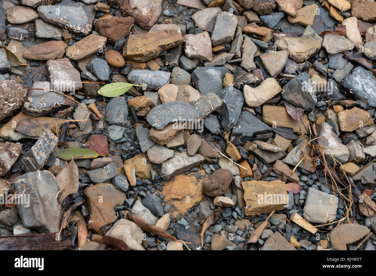 A close up view of rock, stones and plant matter next to a river bank Stock Photo