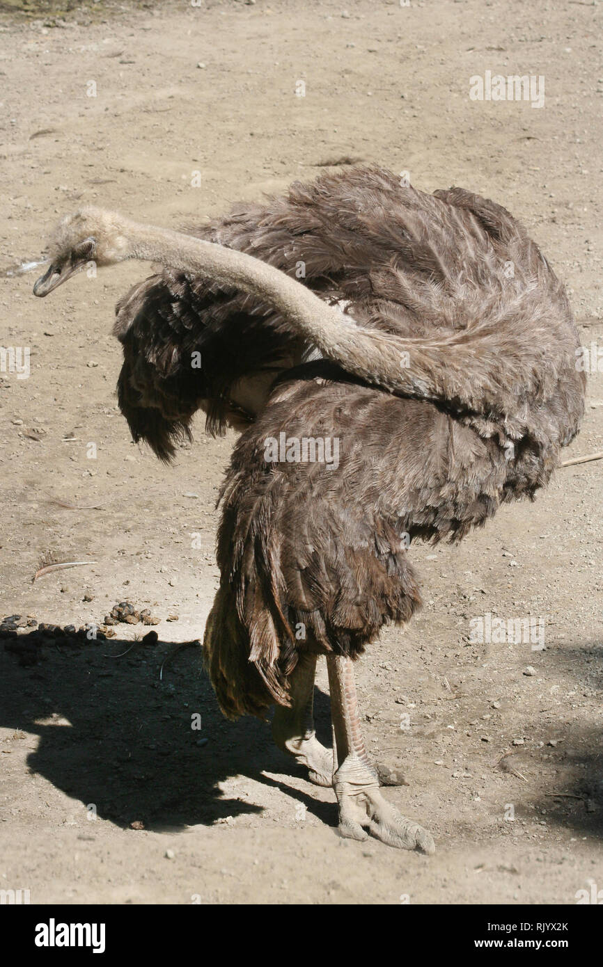 White Ostrich Pointy Toe main image 0
