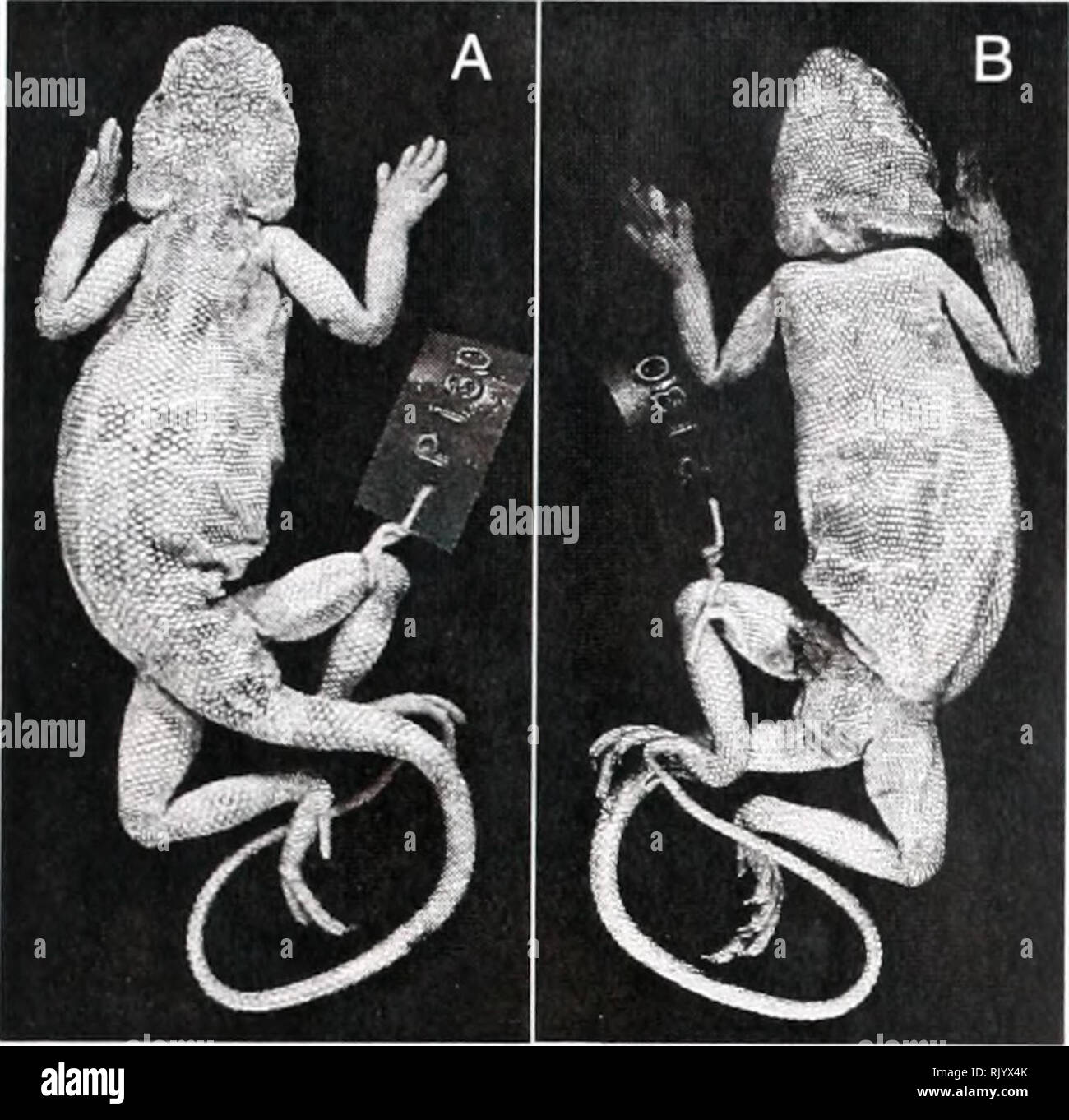 . Asiatic herpetological research. Reptiles -- Asia Periodicals; Amphibians -- Asia Periodicals. 1999 Asiatic Herpetalogical Research Vol. 8, p. 91. Figure 2. Trapelus agilis khuzistanensis, holotype (GNHM Re. ex. 5424); A- dorsal view, B- ventral view. Note that almost all dorsal scales are distinctly small and only slightly keeled. form (as the central core of the complex) are morpho- logically most similar to the syntypes of Olivier's Agama agilis. T.a. sanguinolentus (Pallas, 1814) is the northern representative of the complex, distributed over a wide area from northeastern Iran into the C Stock Photo