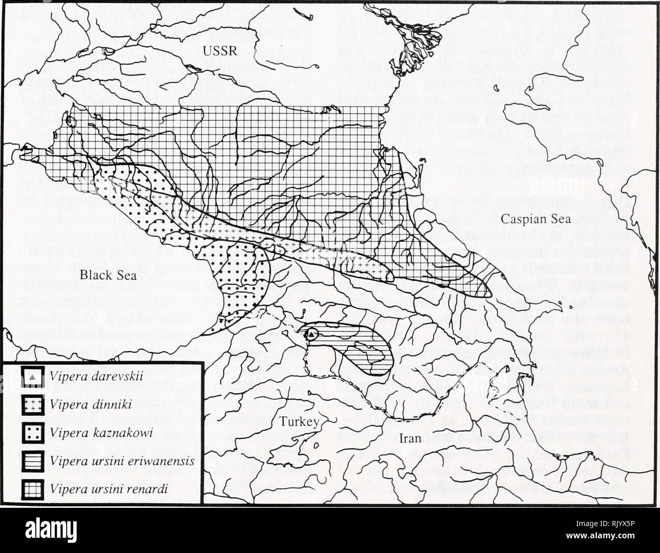 . Asiatic herpetological research. Reptiles -- Asia Periodicals; Amphibians -- Asia Periodicals. April 1990 Asiatic Herpetological Research Vol. 3, p. 19. |*| V 'ipera darevskii J Vipera dinnik 1 Vipera kaznakowi | Vipera ursini eriwanensis J Vipera ursini renardi FIG. 9. Distribution map of shield-headed vipers in the Caucasus. forests and Abies forests to pine forests, and further east, to steppe areas (Adamyants 1971, Kharadze 1974, Lavrenko 1980; Agakhanyants 1981). This change is noted in amphibians and reptiles. Along with V. dinniki, Lacerta derjugini and Pelodytes caucasicus fall out a Stock Photo
