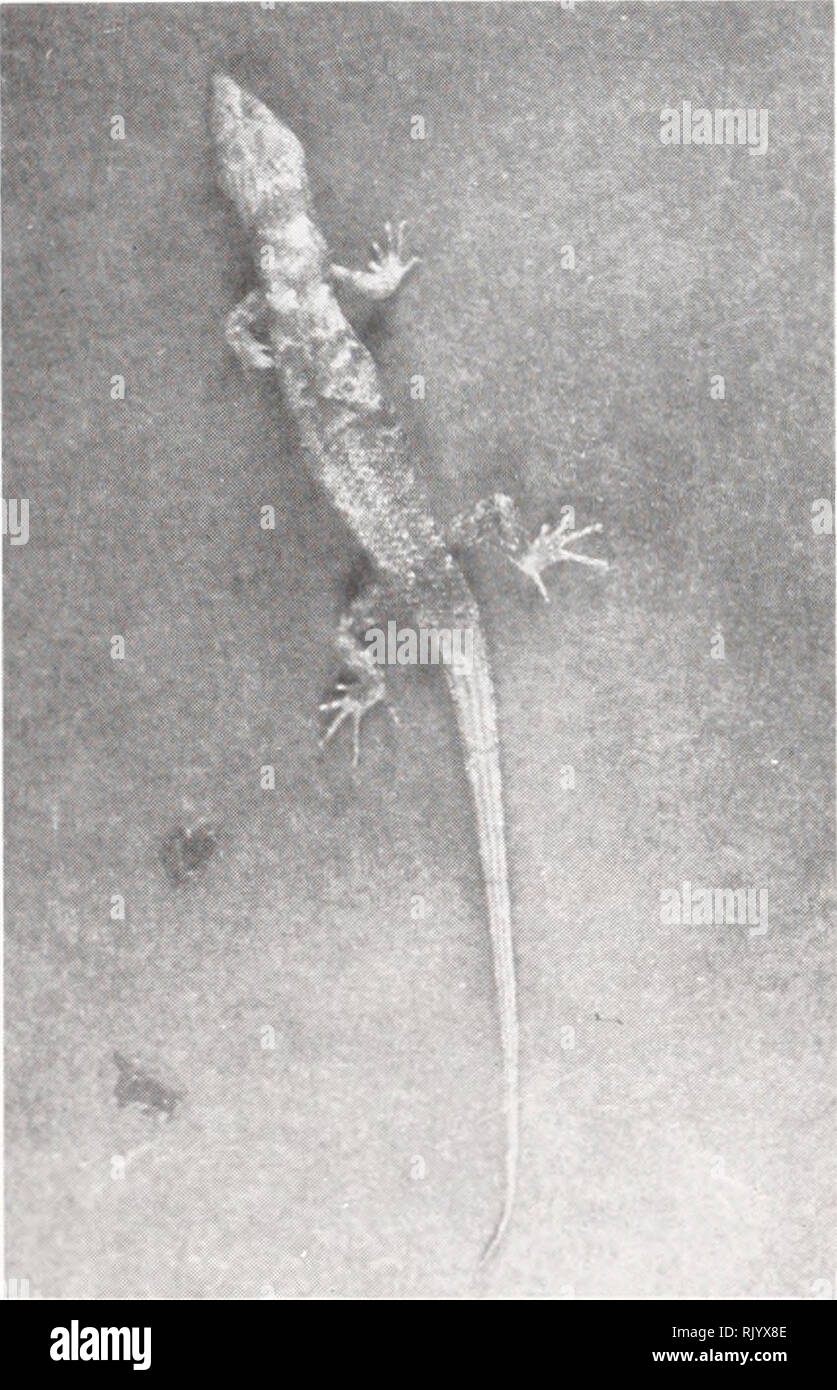 . Asiatic herpetological research. Reptiles -- Asia Periodicals; Amphibians -- Asia Periodicals. February 1992 Asiatic Herpetological Research Vol. 4, pp. 18-22 A New Species of the Genus Tropidophorus (Reptilia: Lacertilia) Guangxi Zhuang Autonomous Region, China from Yetang Wen1 ^Department of Biology, Guangxi Medical College, Nanning, Guangxi, China Abstract. -A new species of Tropidophorus is described from Guangxi Zhuang Autonomous Region, China. This new species (Tropidophorus guangxiensis) is characterized by having an undivided postmental, that differs from T. sinicus which is divided. Stock Photo