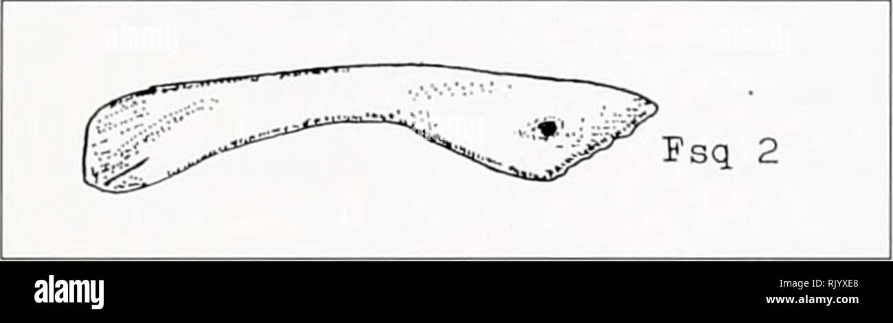 . Asiatic herpetological research. Reptiles -- Asia Periodicals; Amphibians -- Asia Periodicals. 1997 Asiatic Herpetological Research Vol. 7, p. 11 F: 2HS Figure 15. Palatal bone. Variations of the foramina at the dorsal part of the Internal lateral surface.. Figure 16. Squamosum bone. A variant with the fora- men. Appendix II Tables 1-4 TABLE 1. Form of the skull bones in the Levantine Viper. Character Description of variations Code Sub- species The main occipital bone—basioccip- itale (Fig. 1) Margo terminationis processus hasio- ccipitalis (Mtpb) Margo prominentiae condyli occito- condilari Stock Photo
