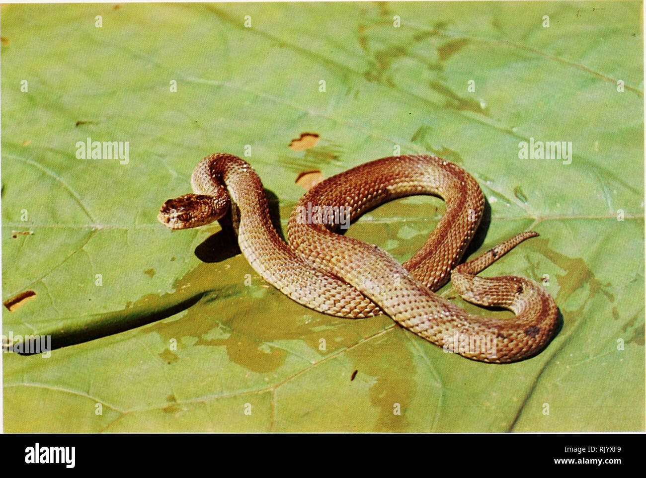 . Asiatic herpetological research. Reptiles -- Asia Periodicals; Amphibians -- Asia Periodicals. c. The &quot;bronze&quot; morph of Vipera dinniki, from Impsi (ZIG).. d. The &quot;bronze&quot; morph of Vipera lotievi from Itum Kali, Checheno-Ingushetia.. Please note that these images are extracted from scanned page images that may have been digitally enhanced for readability - coloration and appearance of these illustrations may not perfectly resemble the original work.. Asiatic Herpetological Research Society; Chung-kuo liang chi pa hsing tung wu hs©eh hui. Berkeley, Calif. : Asiatic Herpetol Stock Photo
