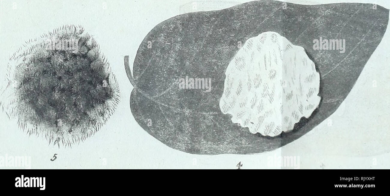 Asiatic Researches C7iermismw Life Pa P Ezt A A A Fieu Gt Amp Gt Amp Tae Ma Tttw In Ify A A Amp A Igtufc Imam A Ri Tk Mrfax Cfa Leaf 6 A J R Y T F Ffa Snm A Please Note