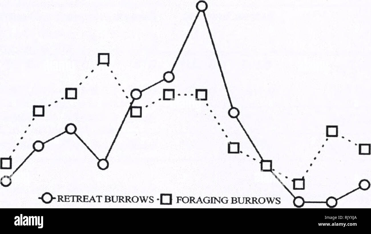 . Asiatic herpetological research. Reptiles -- Asia Periodicals; Amphibians -- Asia Periodicals. 2001 Asiatic Herpetological Research Vol. 9, p. 27 12 10 O 3 SQ - o 6 z -2. O RETREAT BURROWS -Q FORAGING BURROWS JAN SEP MAR MAY JUL MONTH Figure 3. Monthly number of foraging and retreat burrows of V. panoptes at Fog Bay. NOV However, the number of foraging burrows is not correlated to burrow depths (Table 1). The number of retreat burrows are negatively correlated with the min- imum sand-surface temperatures (r = 0.463; P = 0.024) and the maximum sand temperature at 50 cm (r = -0.616; P = 0.033; Stock Photo
