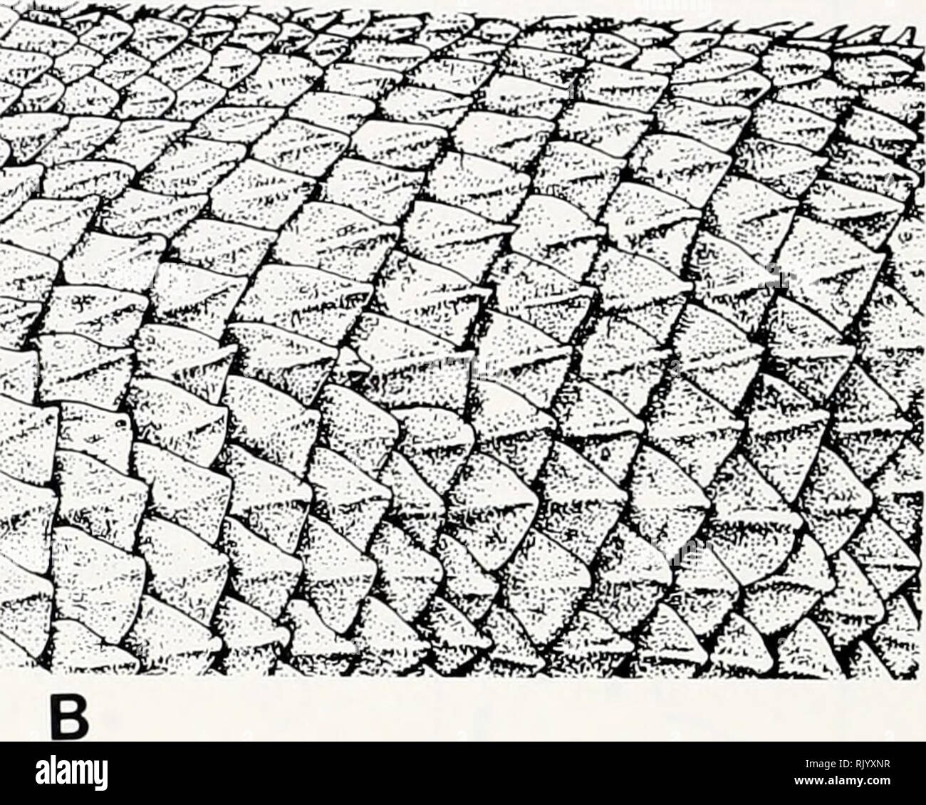 . Asiatic herpetological research. Reptiles -- Asia Periodicals ...