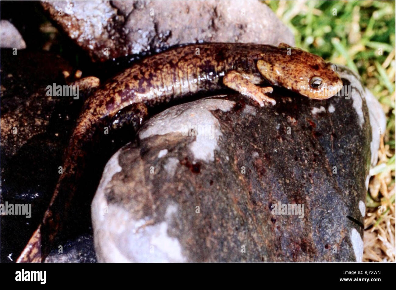 . Asiatic herpetological research. Reptiles -- Asia Periodicals; Amphibians -- Asia Periodicals. 2001 Asiatic Herpetological Research Vol. 9. pp. 6-8 A New Species of Batrachuperus from Northwestern China Mingtao Song2, Xiaomao Zeng1, Guanfu Wu1, Zhijun Liu'and Jinzhong Fu3 Chengdu Institute of Biology, Chinese Academy of Sciences. Chengdu. China 610041. Northern west Institute of Endangered Animals. Xi'an. China 710032.  Department of Zoology. University of Guelph. Guelph. Ontario. Canada NIG 2W1 Abstract.- We describe a new species of salamander in the genus Batrachuperus from Tsinling Mts. Stock Photo