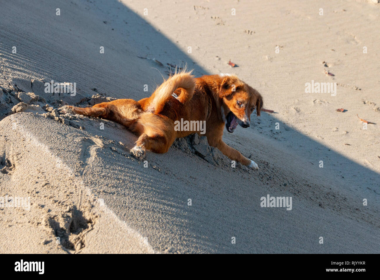 Can You Take Dogs Into Banks