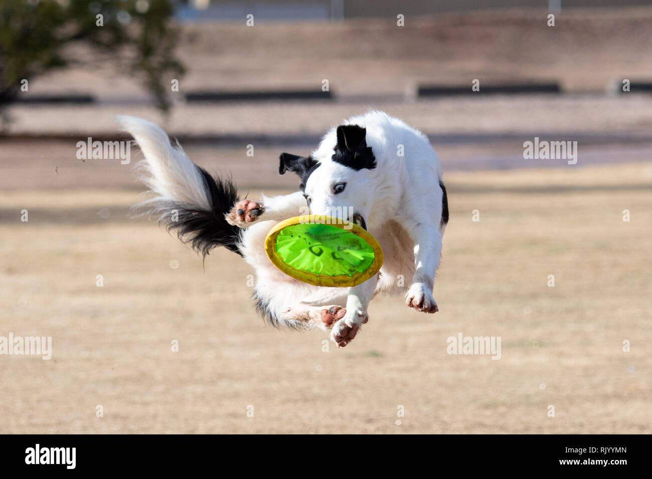 Border collie four paws off the ground catching a disc Stock Photo