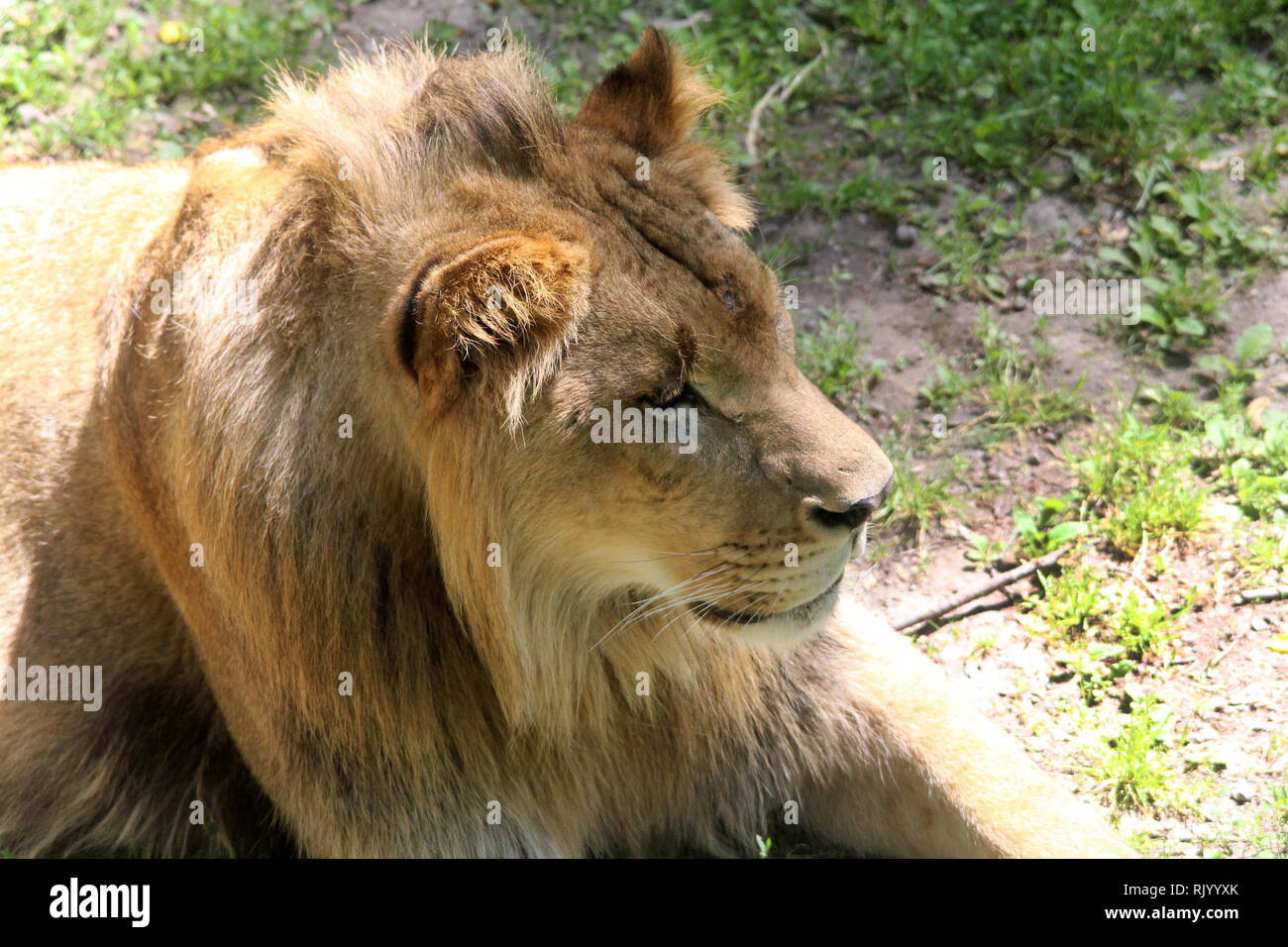 Lion in Zoo Stock Photo - Alamy