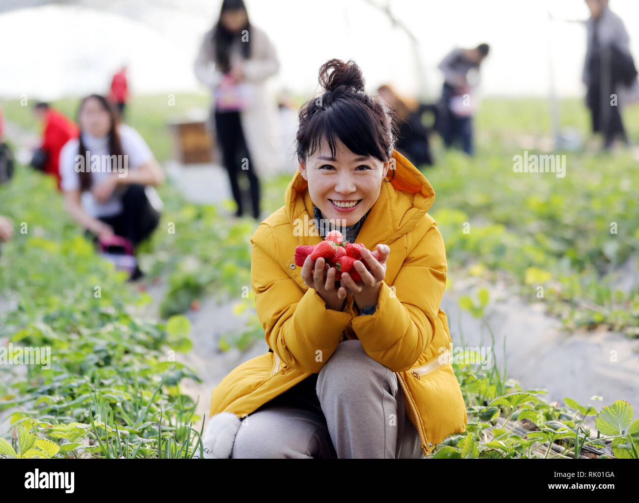 Hengshui, China's Hebei Province. 8th Feb, 2019. A citizen shows strawberries picked in a greenhouse at an ecofarm in Hengshui City, north China's Hebei Province, Feb. 8, 2019. Rural tourism becomes a good choice for citizens to relax in holidays. Credit: Zhu Xudong/Xinhua/Alamy Live News Stock Photo