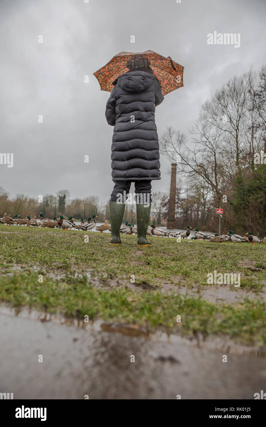 Kidderminster, UK. 8th February, 2019. UK weather: persistent heavy rain leads to water levels rising in Worcestershire with blustery showers continuing throughout the day. A young lady, rear view, wearing a long, winter coat and wellies stands isolated outdoors, struggling with her umbrella in the wet and windy conditions. Credit: Lee Hudson/Alamy Live News Stock Photo