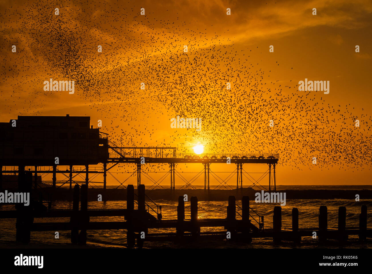 Aberystwyth, Wales, UK. 08 February 2019. UK Weather: At sunset on a windy evening as Storm Erik blows itself out, huge flocks of tens of thousands of starlings (known as ‘adar yr eira' - ‘snow birds' in the welsh language) perform their spectacular ‘murmurations' in the sky as they return from their daily feeding grounds to roost for the night on the forest of cast iron legs underneath Aberystwyth's Victorian seaside pier. Credit: keith morris/Alamy Live News Stock Photo