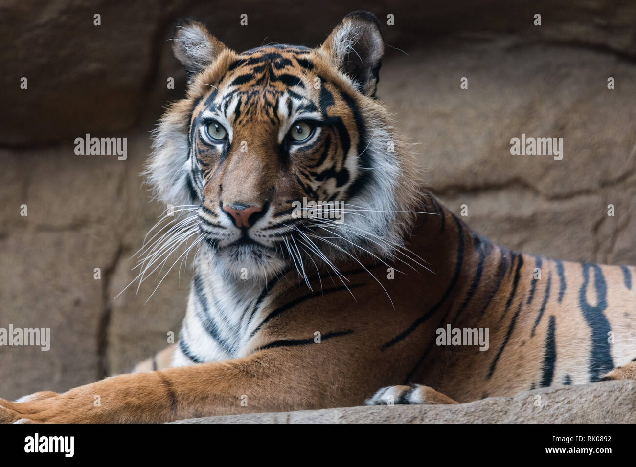 FILE: London, UK. 8th Feb 2019. ZSL London Zoo lost beloved Sumatran ...