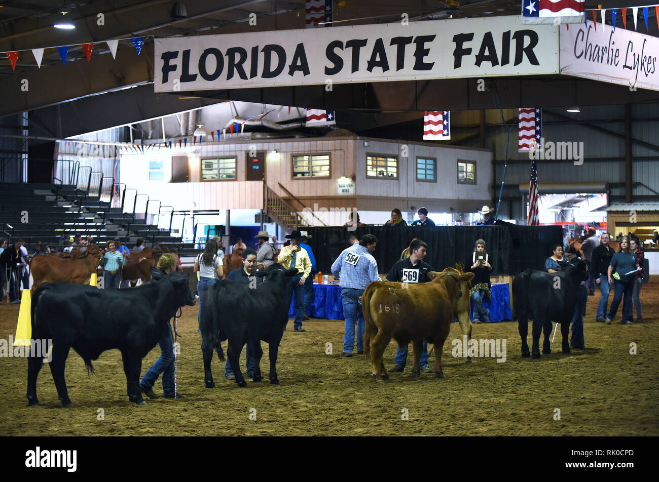 February 7, 2019 Tampa, Florida, United States A cattle judging