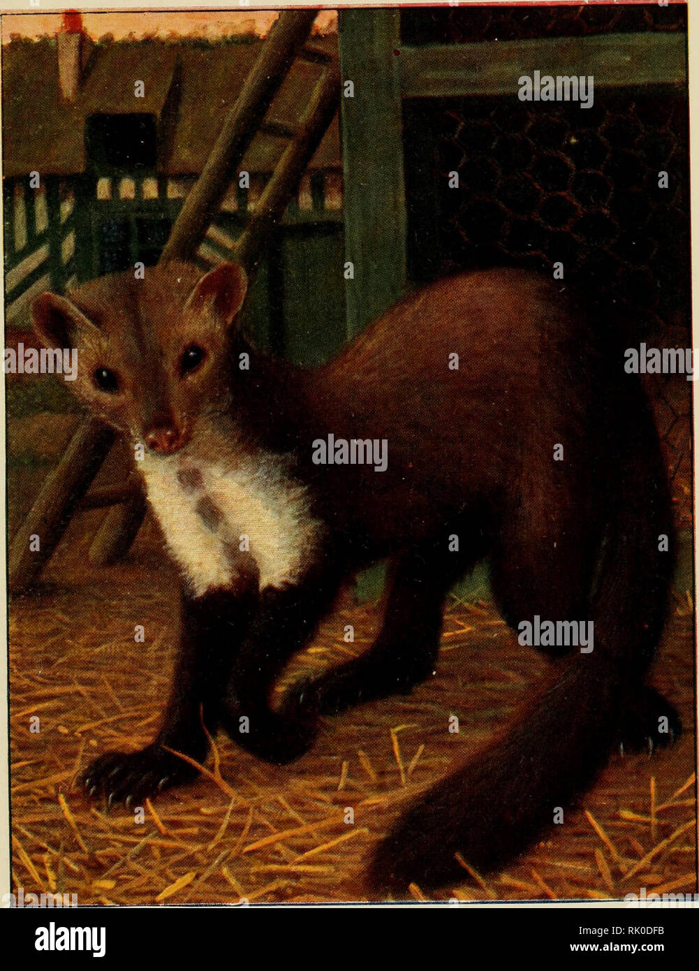Atlas De Poche Des Mammiferes De France De La Suisse Romane Et De La Belgique Avec Leur Description Moeurs Et Organisation Suivi D Une Etude D Ensemble Sur Les Mammiferes Mammals Mammals Atlas De Poche Des Mammiferes De France De La Suisse Romane Et De La Belgique Avec Leur Description Moeurs Et Organisation Suivi D Une Etude D Ensemble Sur Les Mammiferes Mammals Mammals