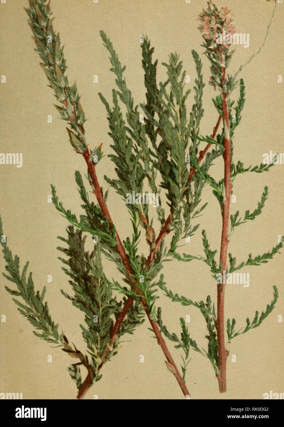 Atlas de la flora alpine. Botany; Mountain plants. ^ :. / ,-, 267. 99.  Myricaria germanica, Desv. — Deutsche Tamariske. Tamarix des rivieres. —  Rivers' Tamarisc. 'viv.-i . , ux dans