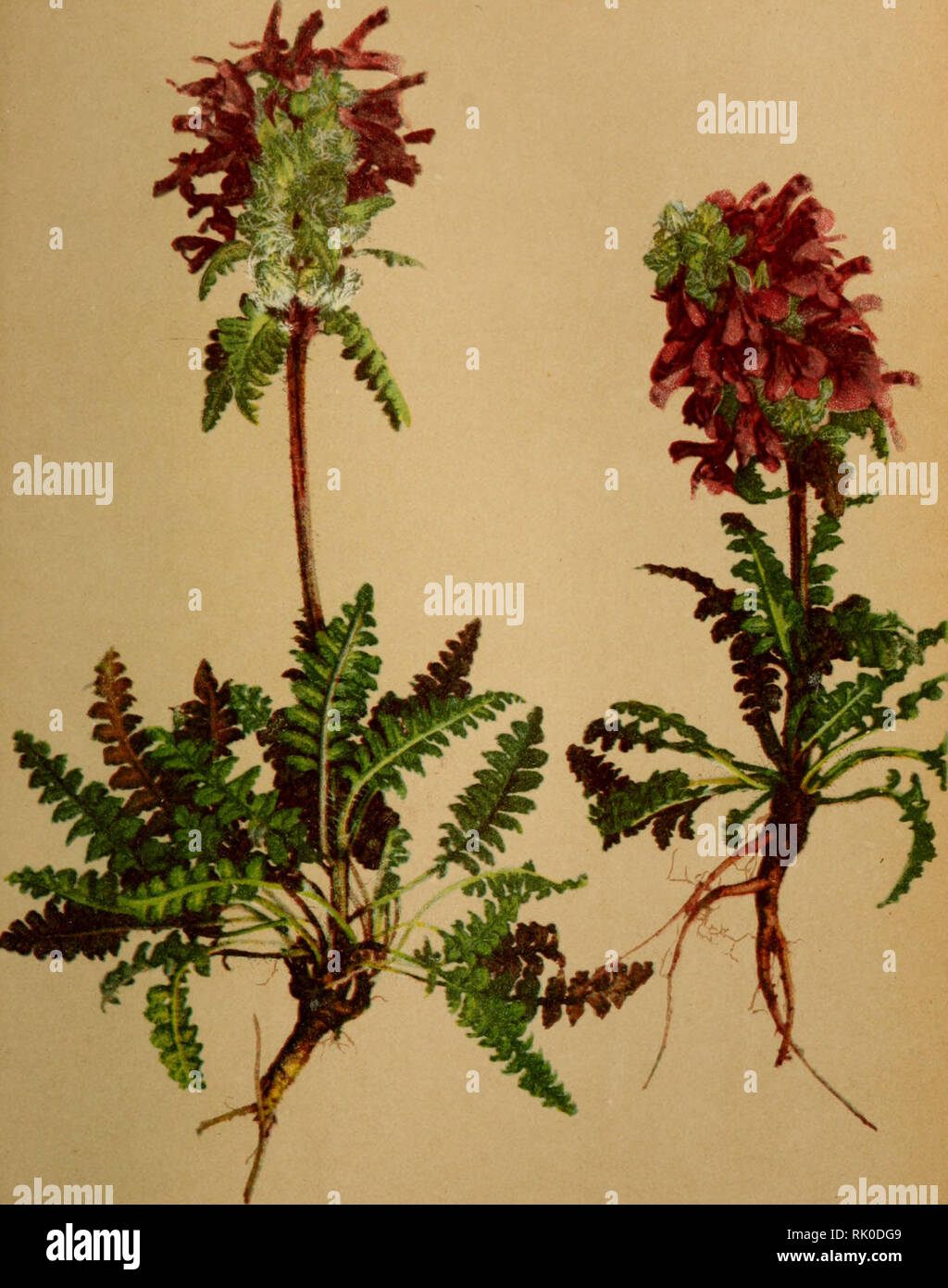 . Atlas de la flora alpine. Plants; Mountain plants. 386. 390. Pedicularis verticillata, L. — Quirlblattriges Lâusekraut. Pédiculaire en verticille. — Verticillated Lousewort. Prairies fraîches des Alpes. Juin —Août.. Please note that these images are extracted from scanned page images that may have been digitally enhanced for readability - coloration and appearance of these illustrations may not perfectly resemble the original work.. Correvon, Henry, 1854-1939; Club alpin allemand et autrichien. Genève, Georg &amp; Co. Stock Photo