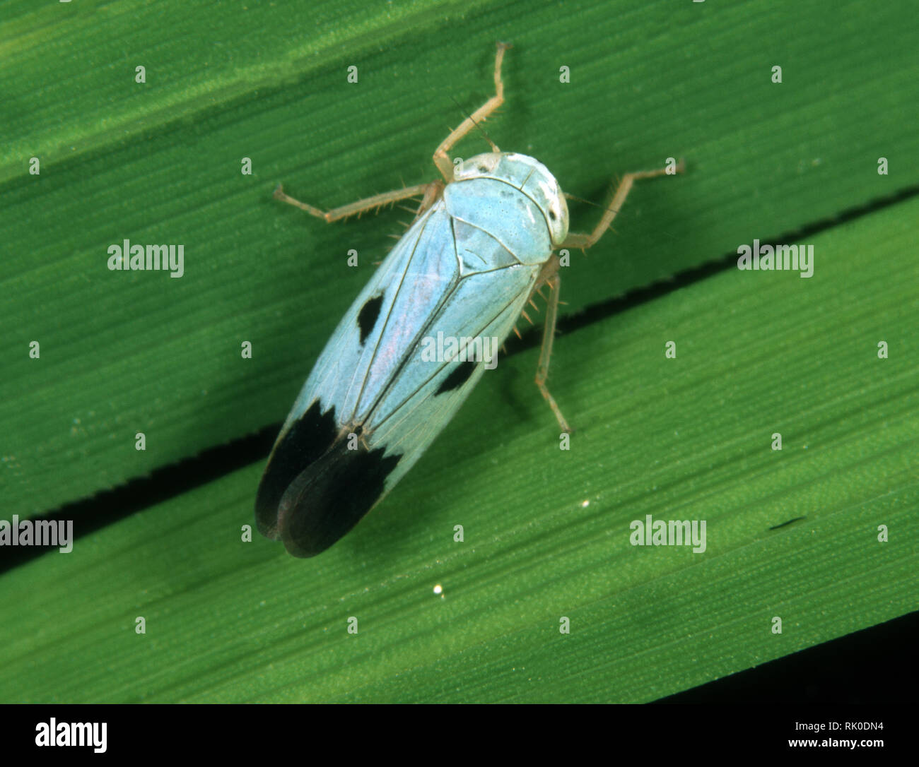 Blue colour variation of a green paddy leafhopper, Nephotettix virescens, a biotype of this pest species Stock Photo