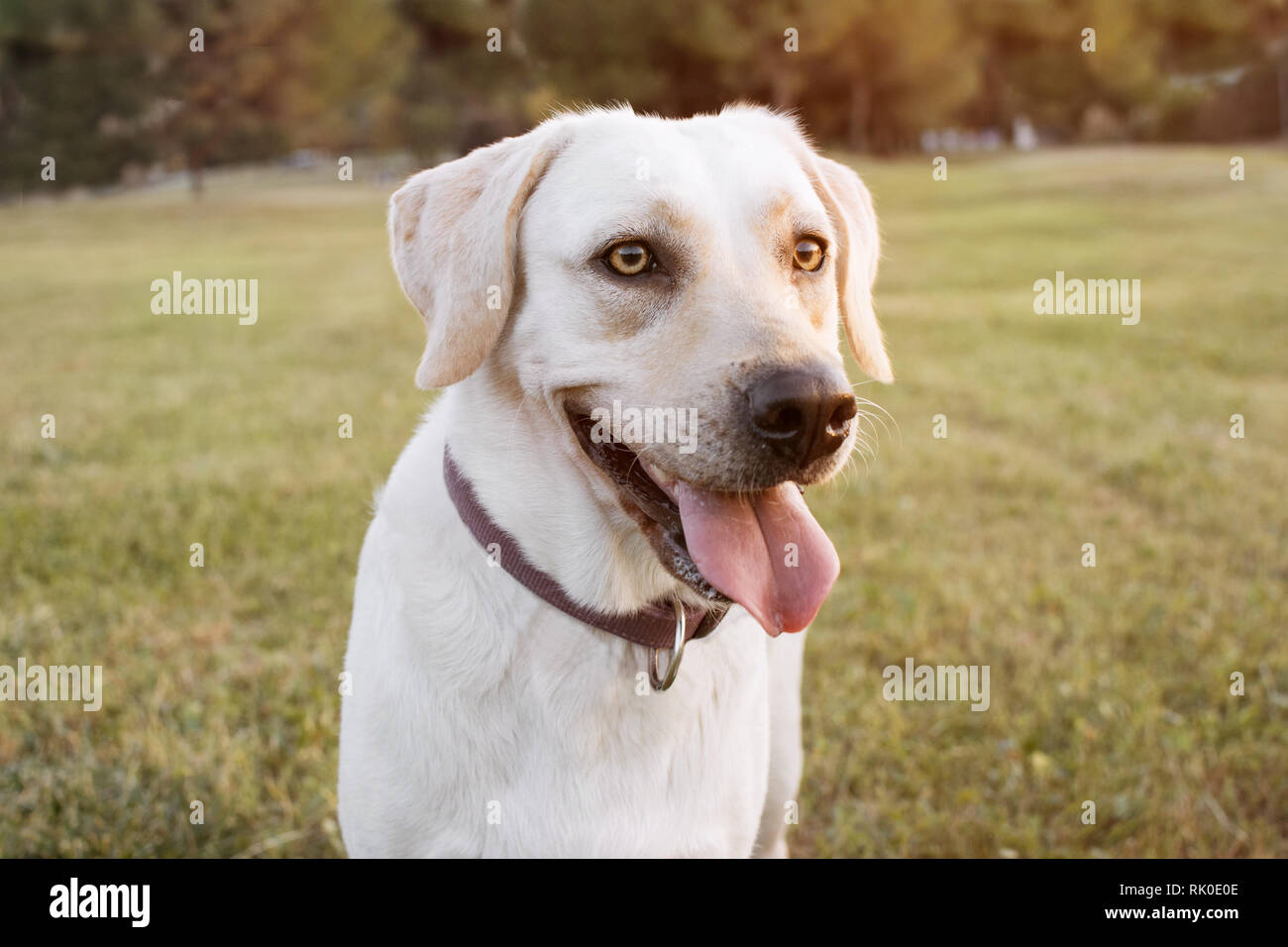 happy dog light