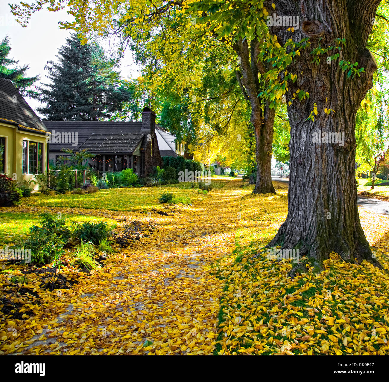 autumn-in-residential-area-stock-photo-alamy