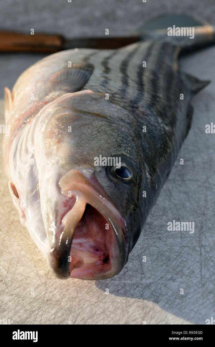 A Fresh Caught Rockfish from the Chesapaeake Bay in Annapolis, Maryland Stock Photo
