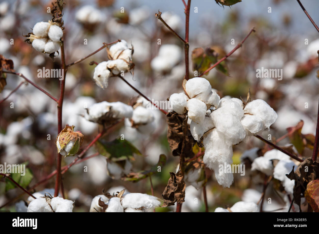 Cotton Plantation, Mississippi. September, 2018 Stock Photo