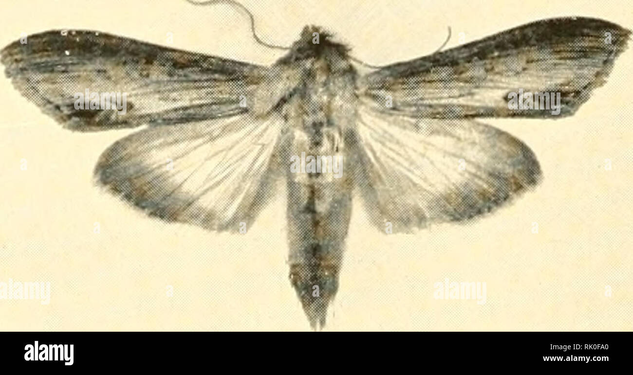 Pictures Of Moths In Ohio