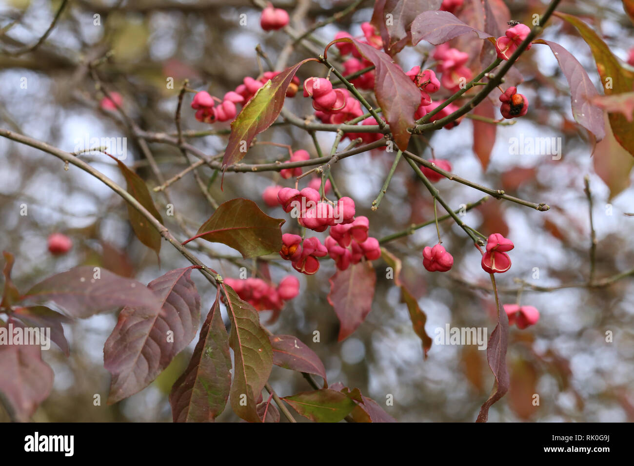 Autumn motifs / Euonymus / Shrub Blooming in Autumn Stock Photo