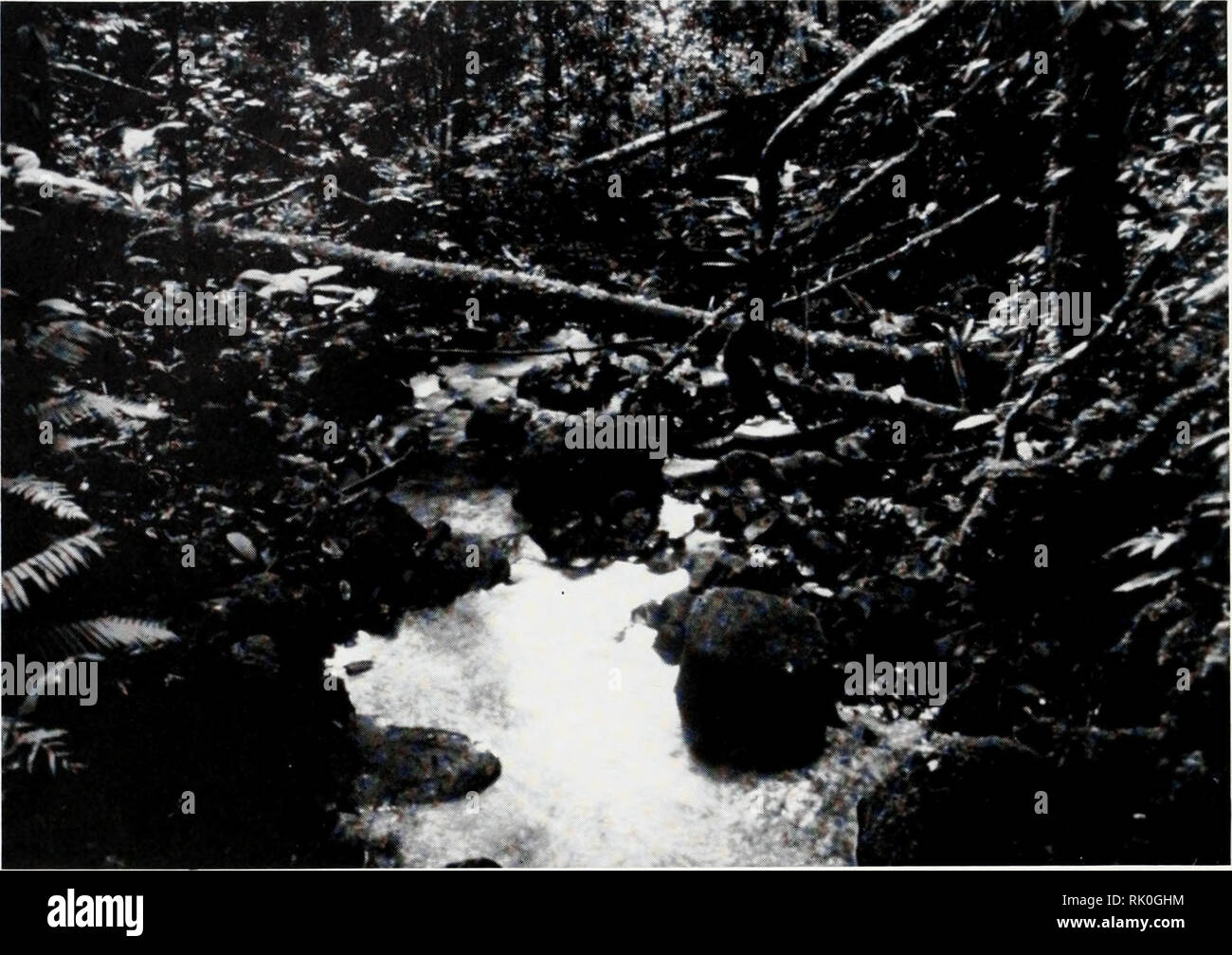 . Asiatic herpetological research. Reptiles -- Asia Periodicals; Amphibians -- Asia Periodicals. Vol. 5 p. 90 Asiatic Herpetological Research December 1993. Figure 4. Small permanent stream in primary forest at site 1. Small streams such as this one were common in areas of primary forest at all sites. in loose soil, usually only in primary forest from 50-1000 m elevation. This species is apparently rare or absent in early second- growth forest. Stomach contents indicate that this species is a generalized insectivore, however, part of a skink tail (Mabuya or Sphenomorphus species) was found in  Stock Photo