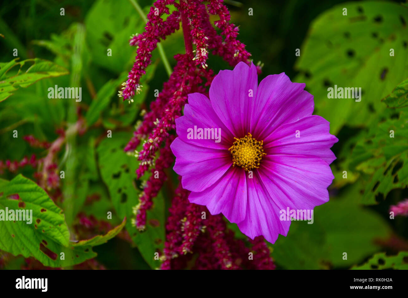 Exploding Flower Stock Photos & Exploding Flower Stock Images - Alamy