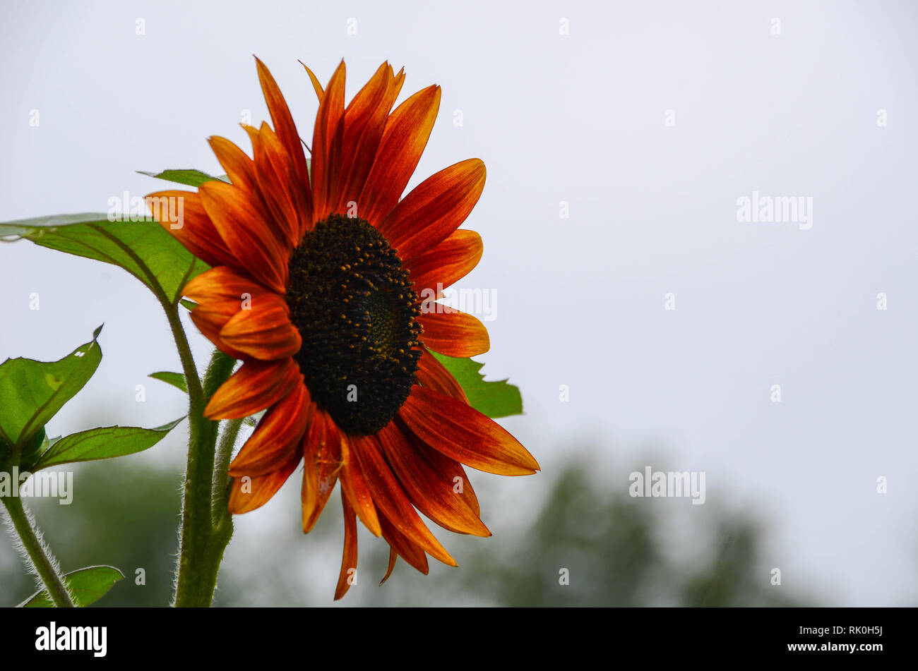 Side view of a sunflower Stock Photo - Alamy