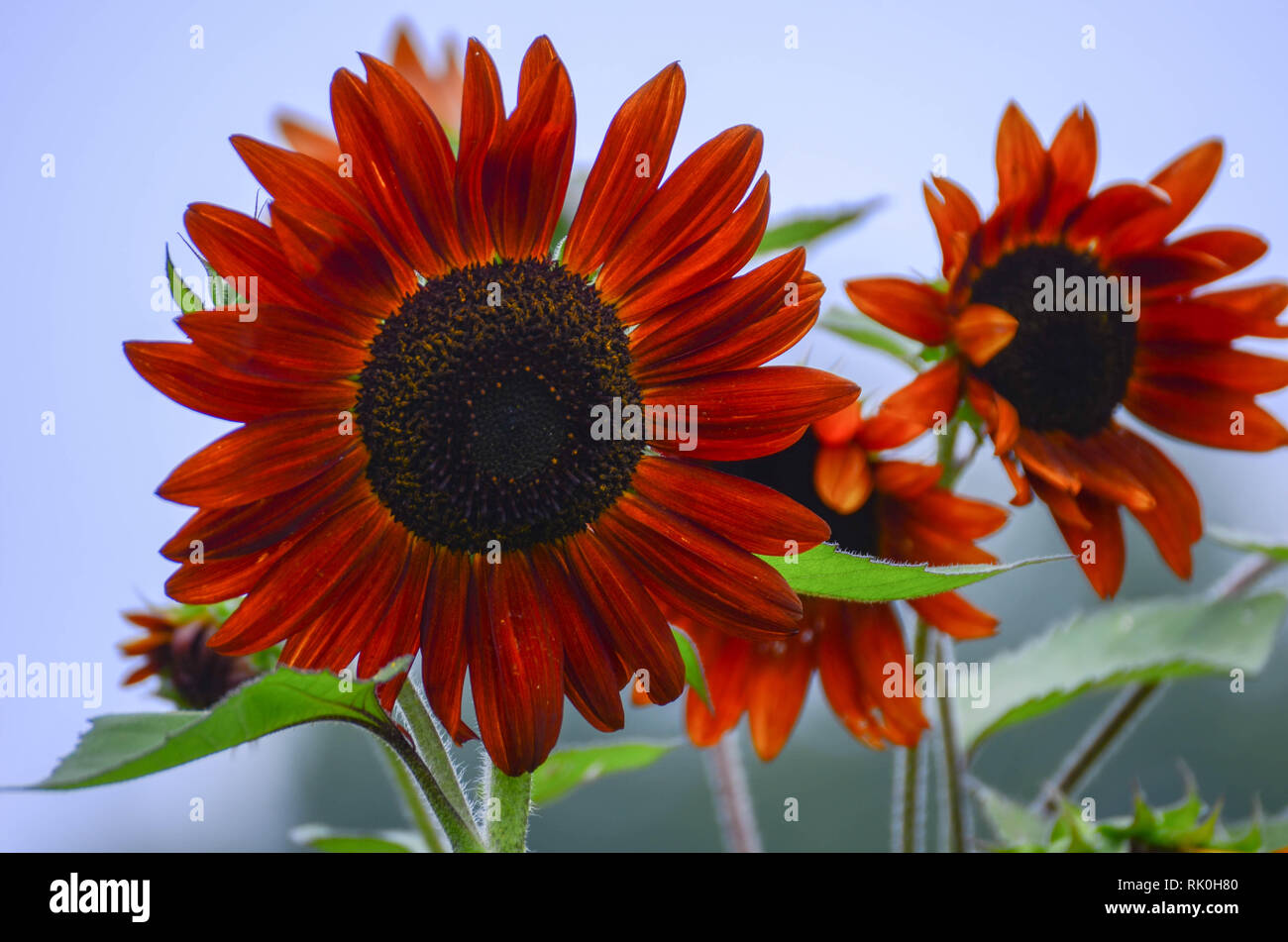 Two rust colored sunflowers with blue background Stock Photo Alamy