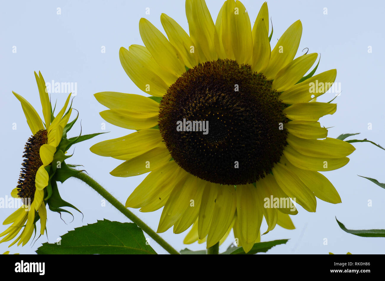 Two golden sunflowers on white background Stock Photo