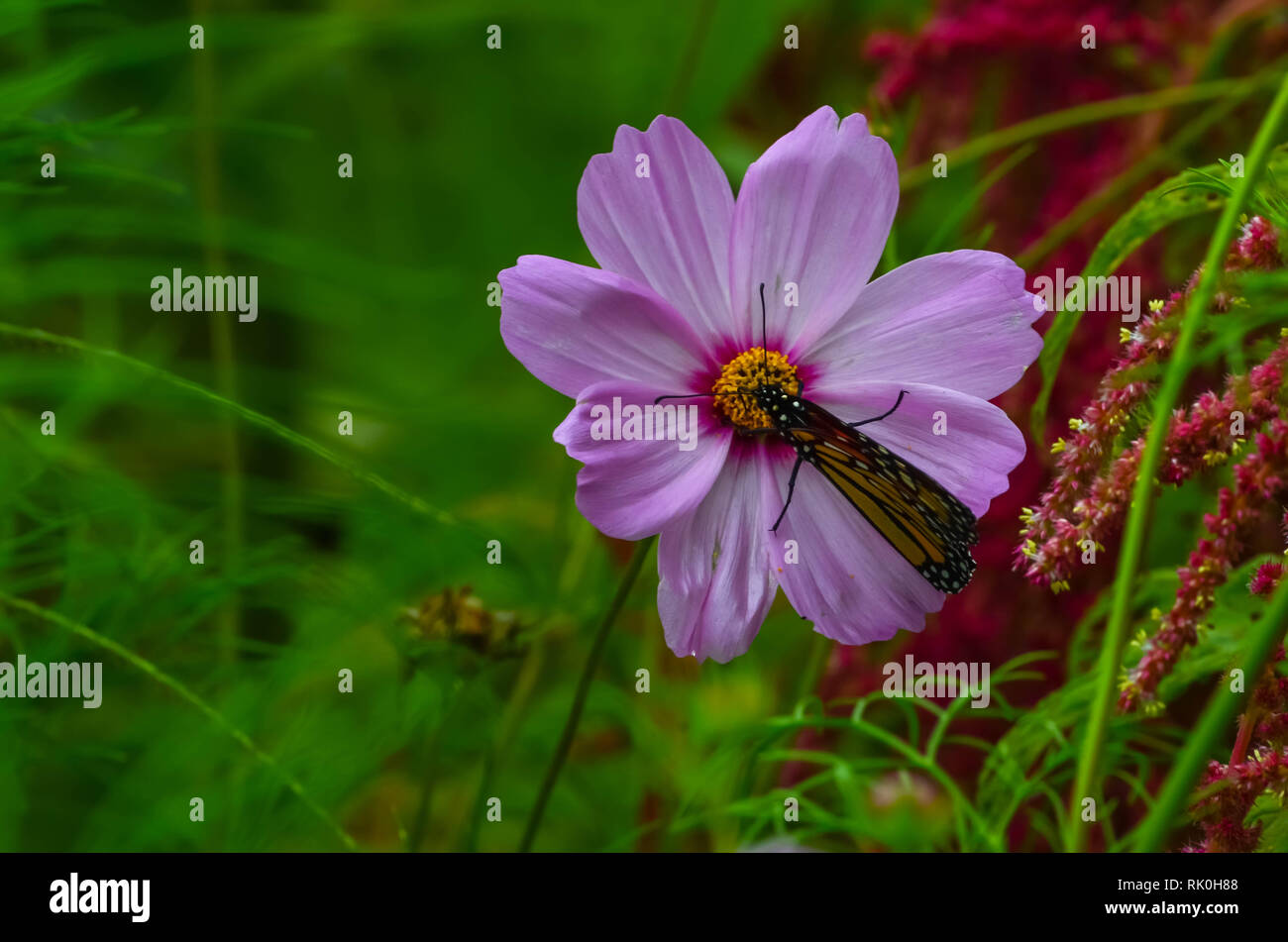 One pink Cosmos flowers with a Monarch Butterfly on blurred green