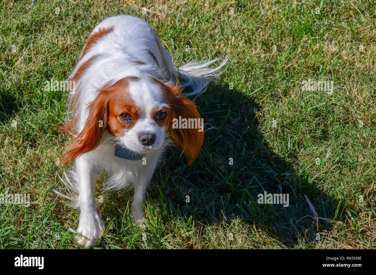 A Cavalier King Charles Spaniel romping on the grass Stock Photo