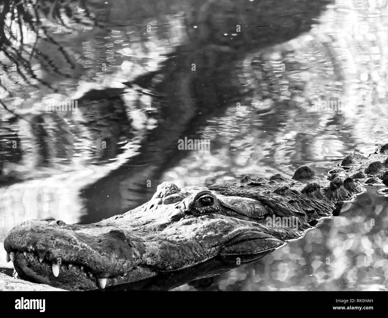aligator gaze from river Stock Photo