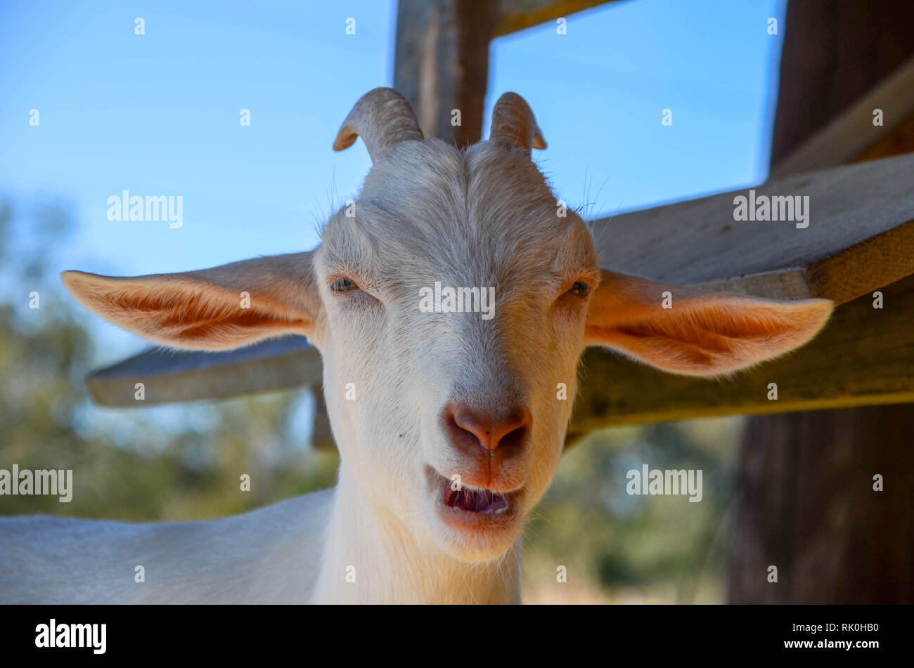 The head of a Billy goat Stock Photo