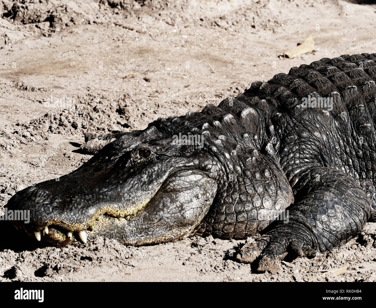oedipal crocodile sand Stock Photo