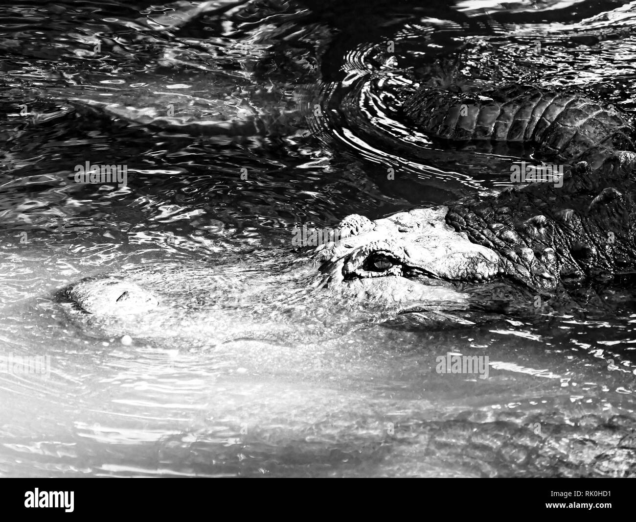 sea alligator black white Stock Photo