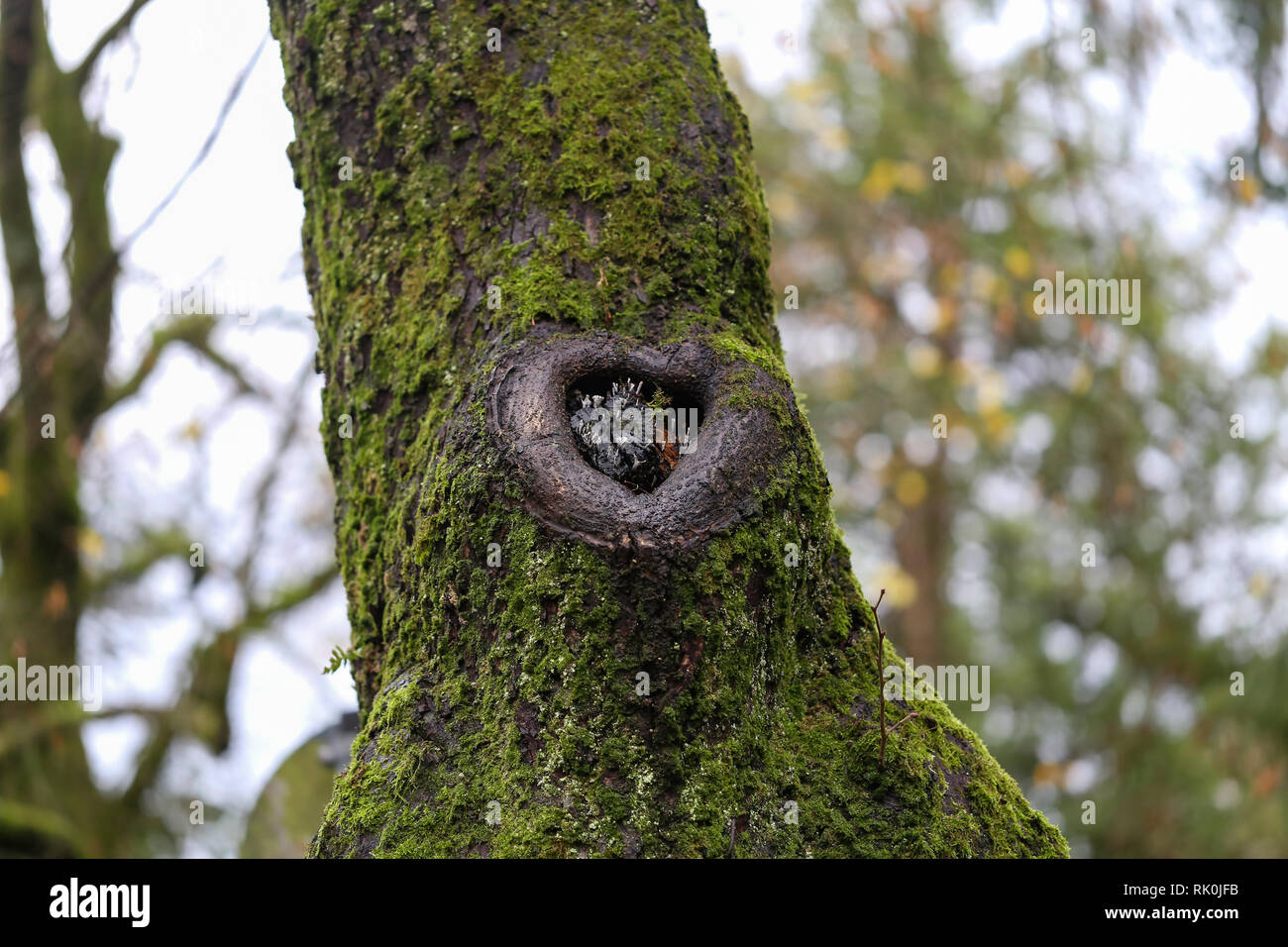 Heart / In place of felled branches formed cut in the form of heart Stock Photo