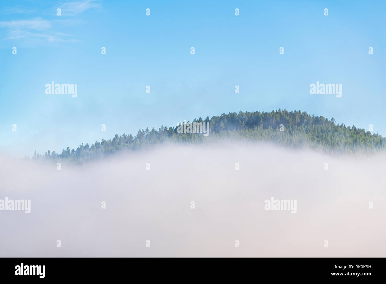 Tree tops peering above cloud, Trysil, Norway, Europe Stock Photo