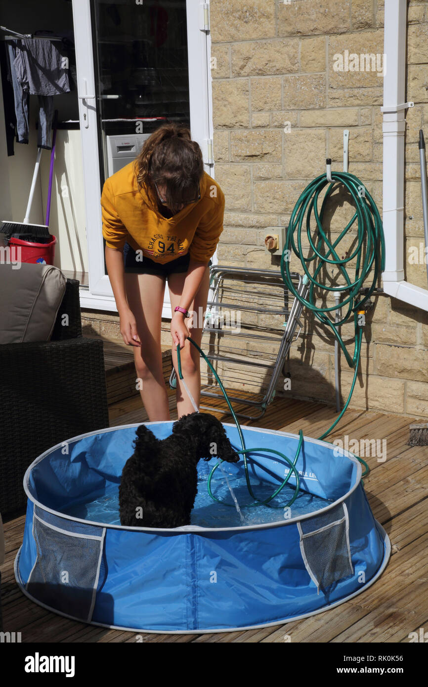 Dog paddling hires stock photography and images Alamy