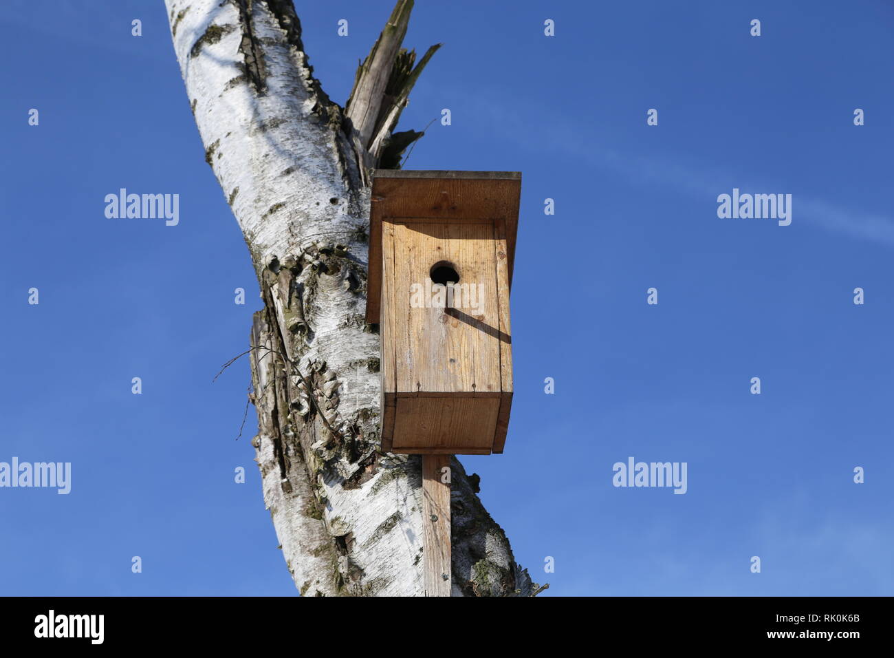 Bird box / Birdhouse hanging on the birch Stock Photo Alamy